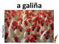 A galiña